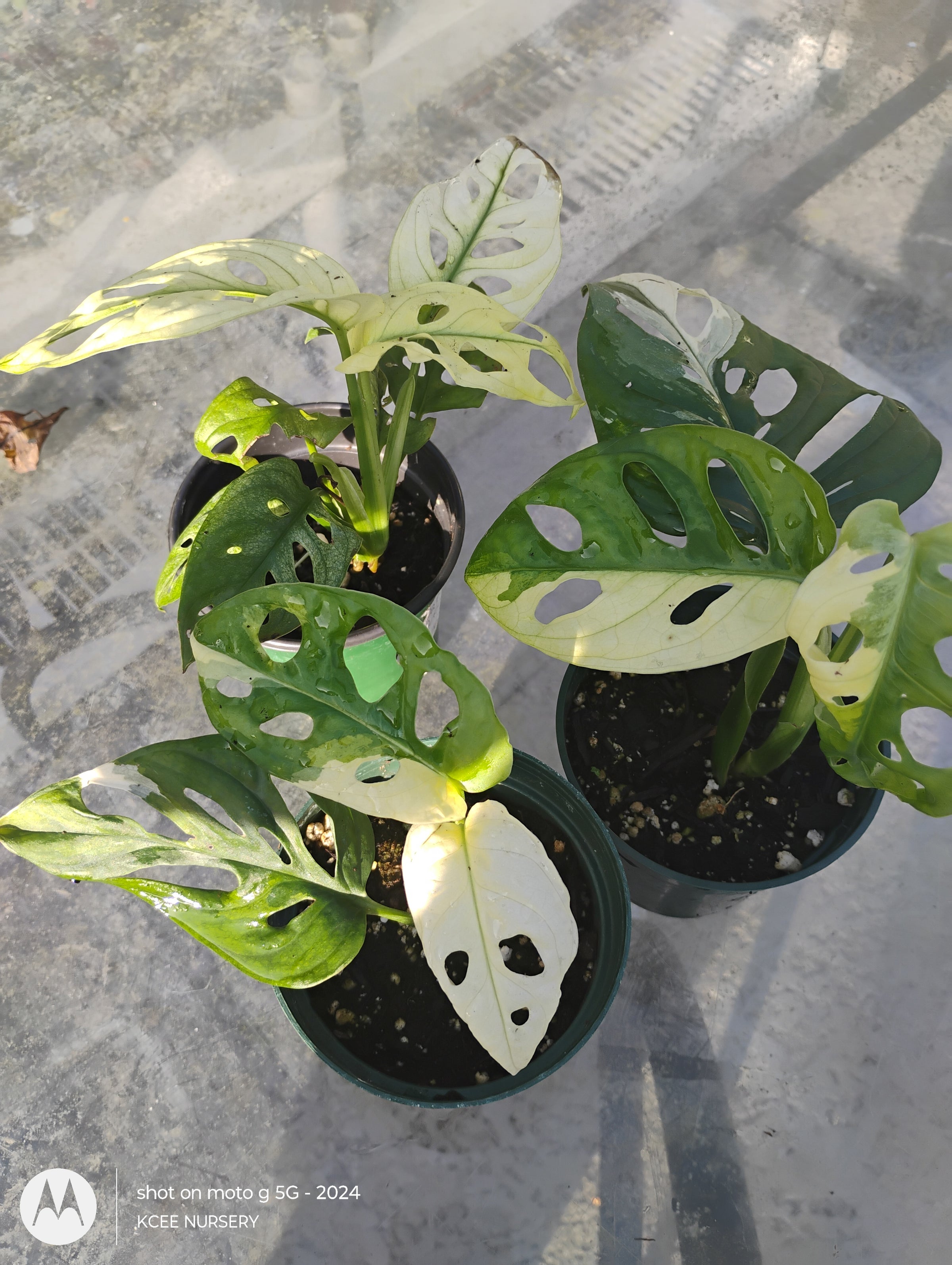 philodendron rio vs brasil Philodendron hederaceum 'Rio' - 4